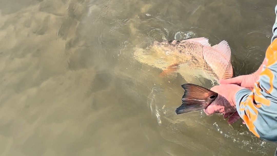 My favorite time of year to fish inshore for redfish! Endless waterways filled with emerald green water! #southcarolinawater #winterfishingcharleston #drumspots #inshorefishing #sightfishingreds www.AvidAngling.com