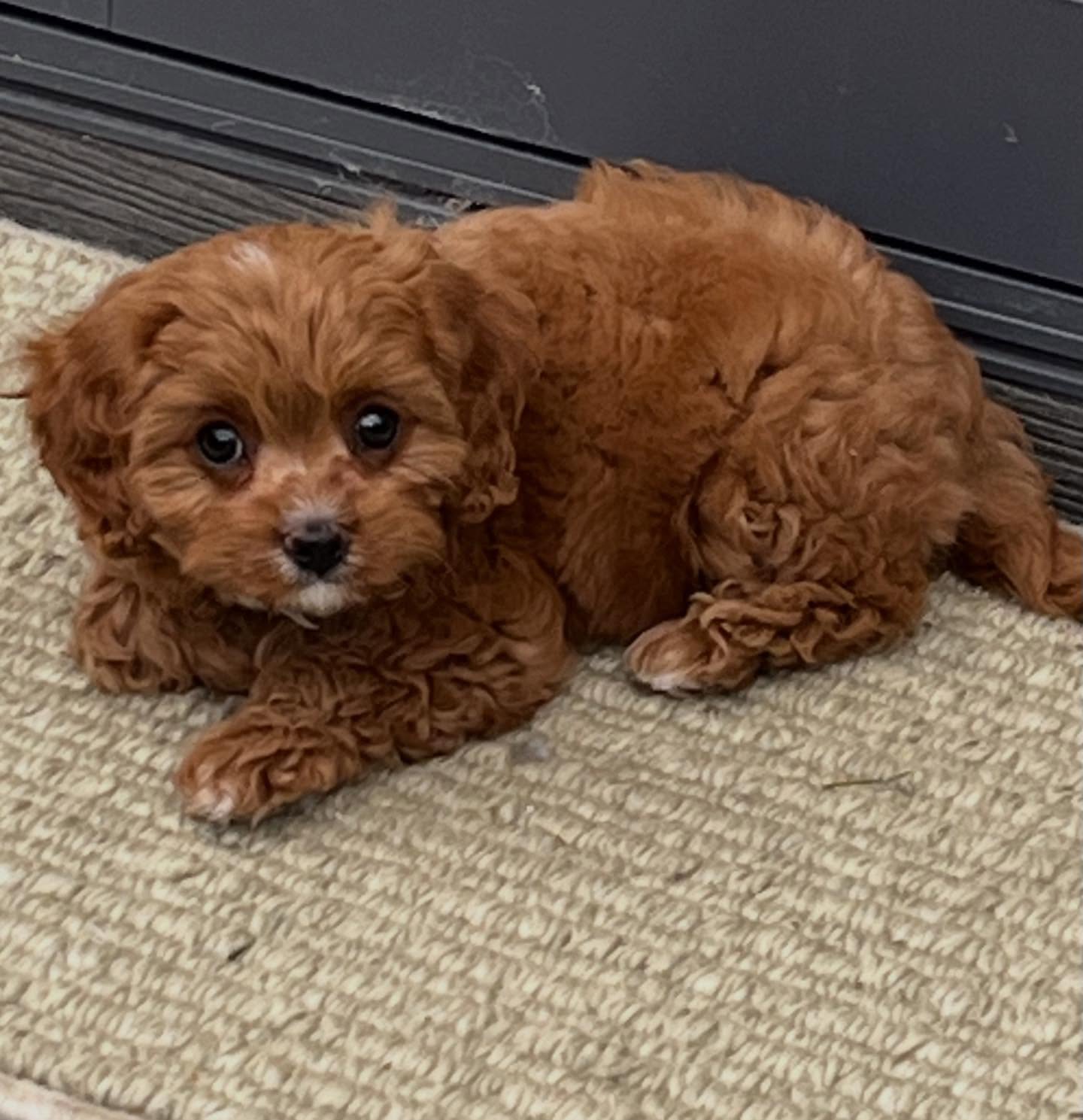 And baby makes three … @montysmoodles #puppy #cavoodlepuppy