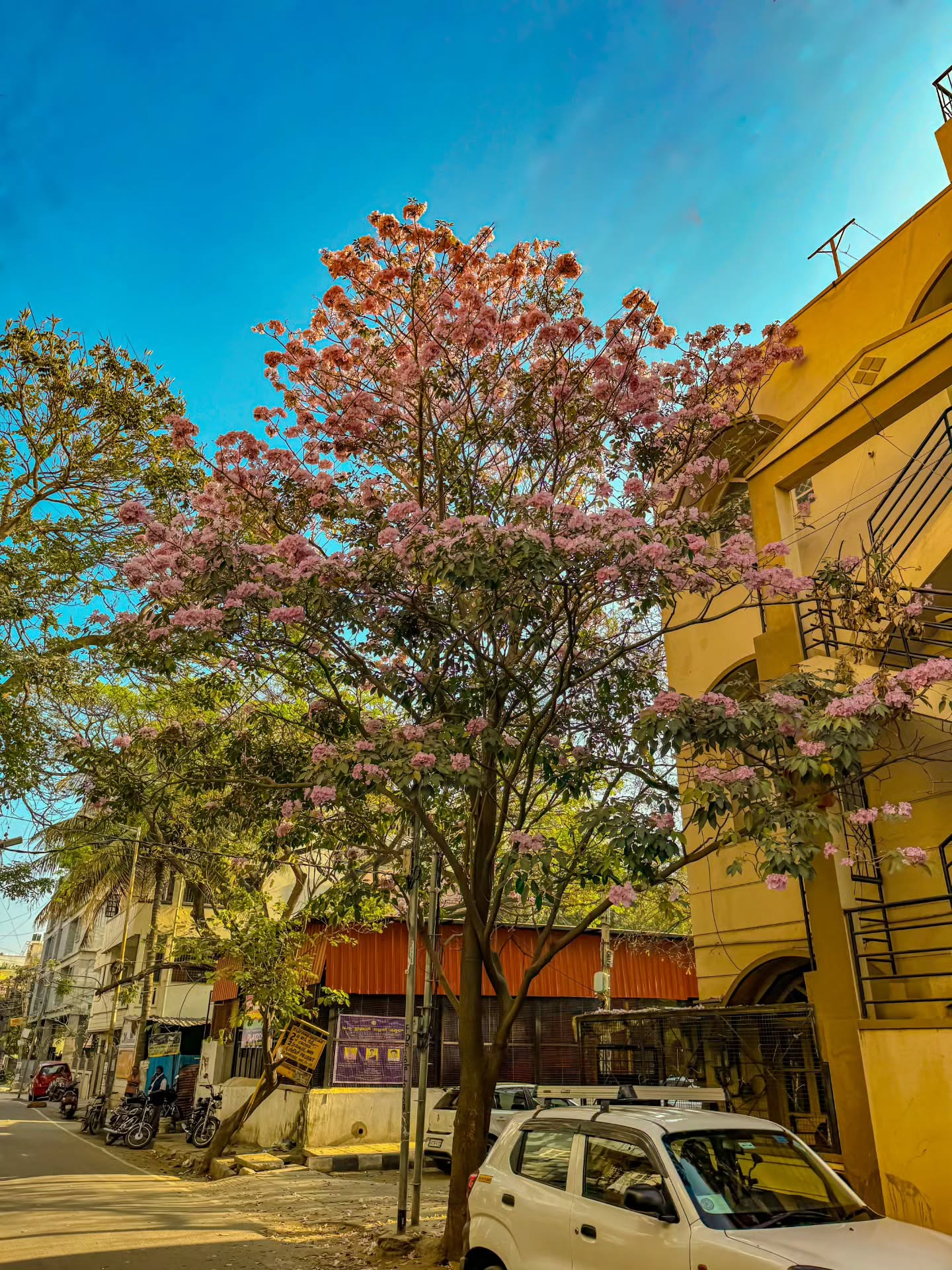 Let's paint the city pink again!The season is back. Bengaluru is covered with soft hues of pink trumpets.How is your neighborhood looking?#mytravellingstilettos #pinkbengaluru🌸 #pinktrumpet #cherryblossominbengaluru #bengalurudays